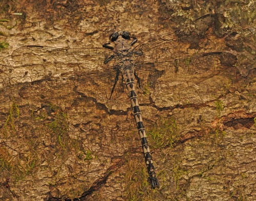 Male
4 June 2014  Polk TN
